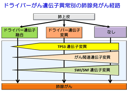 ドライバーがん遺伝子異常別の肺腺発がん経路