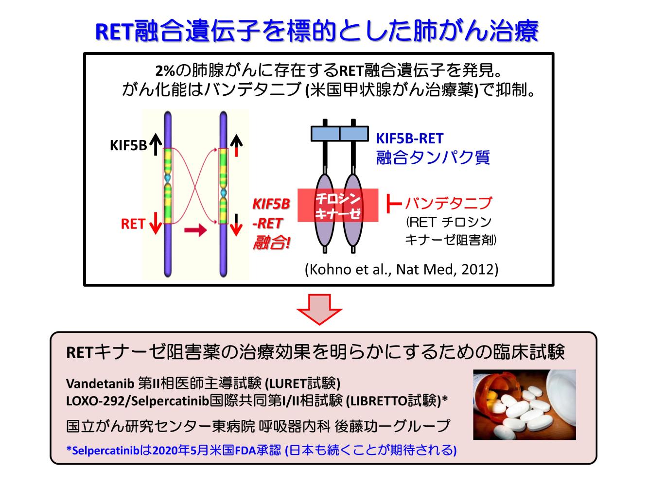 融合遺伝子を標的としたがん治療法の開発 国立がん研究センター 研究所