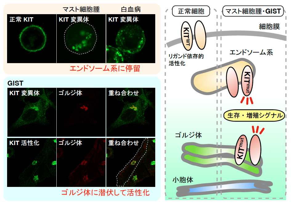 イメージ図