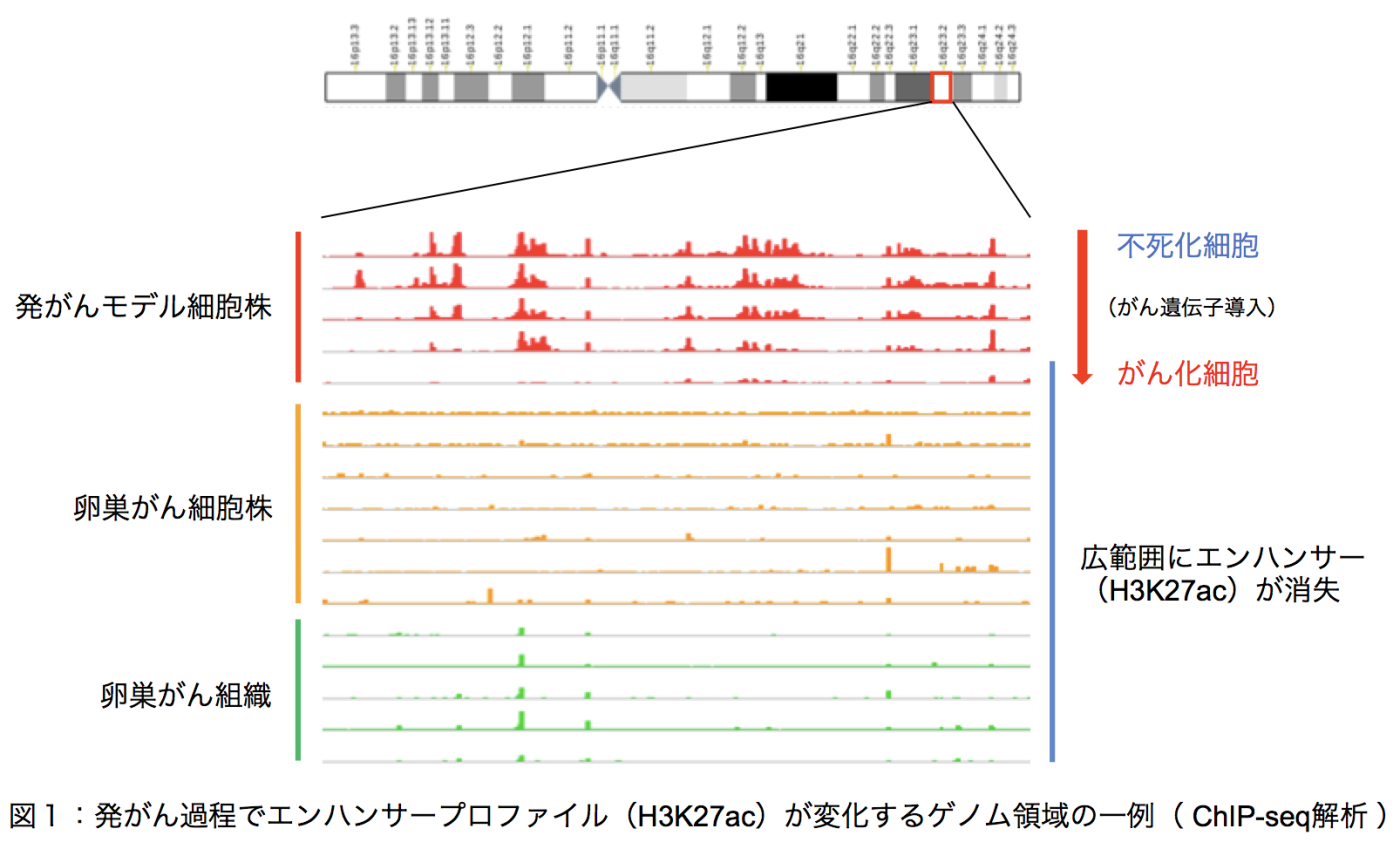 医療ai検証グループ 国立がん研究センター 研究所