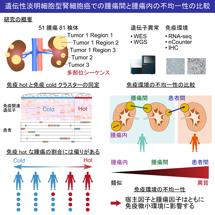 遺伝的免疫学的不均一性の画像