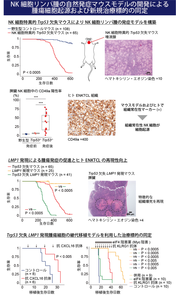 NK細胞リンパ腫の自然発症マウスモデルの開発による腫瘍細胞起源および新規治療標的の同定