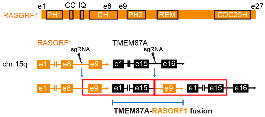 新規融合遺伝子TMEM87A-RASGRF1の構造