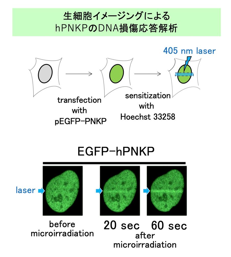 レーザーの図