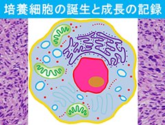 培養細胞の誕生と成長の記録