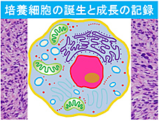 培養細胞の誕生と成長の記録