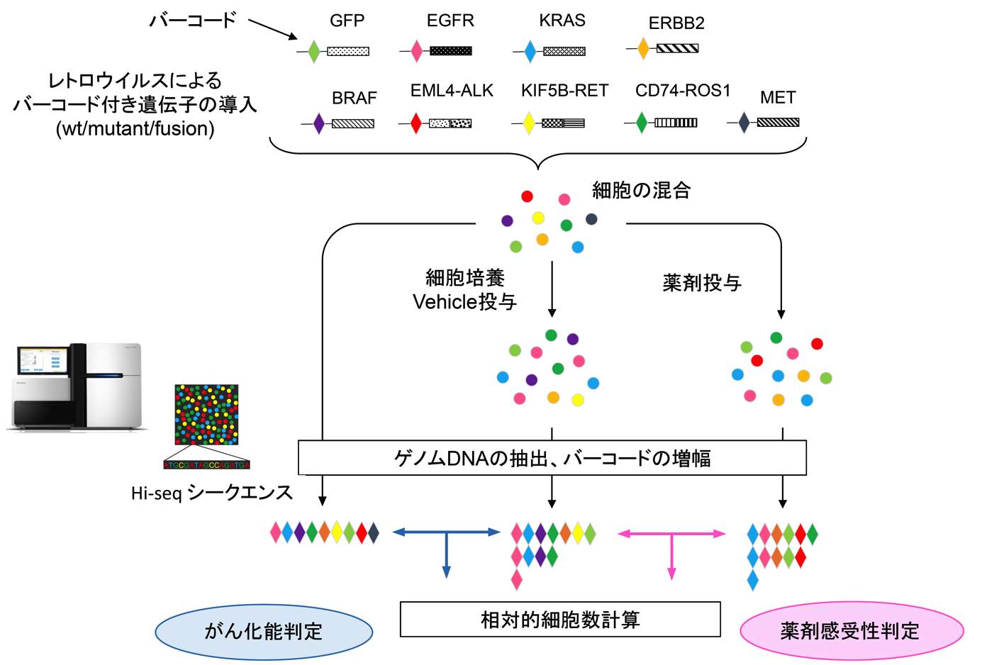 革新的なハイスループット遺伝子変異機能解析手法
